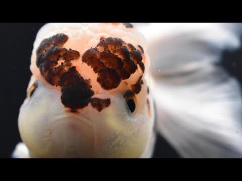YouTube video about: Will goldfish eat other fish?