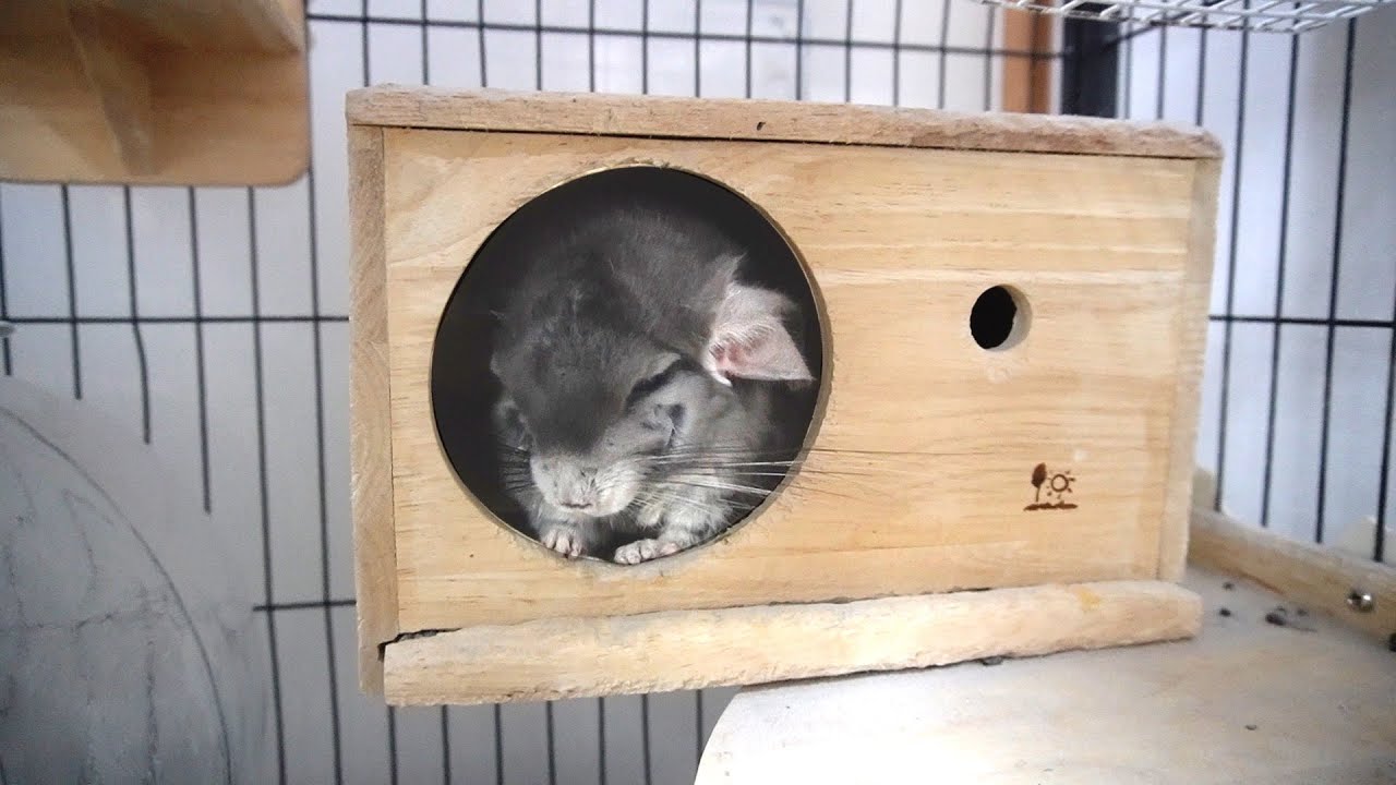 さのすが緊急で入院する事になりました。