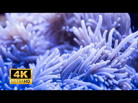Sea Anemone 4k Ultra Hd Under Water Realxing | Sea 4k