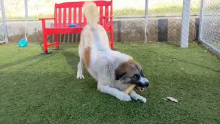 Video preview image #1 Saint Bernard-Unknown Mix Puppy For Sale in Woodbury, NY, USA