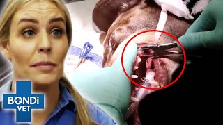 Vet Makes Heartbreaking Discovery While Removing Dog