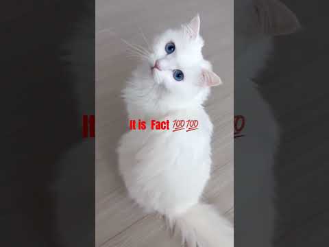 #petlovers#cute cat reaction #funnyanimal