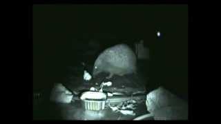 preview picture of video 'Hedgehog antics - night vision camera recorded total CUTENESS'