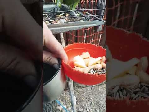 Genaro Dance #casagrande #loros#cordoba#pets