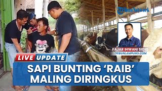 Sapi Bunting Raib dari Kandang Warga Lamteng, Maling Ditangkap di Tegineneng setelah Buron Setahun