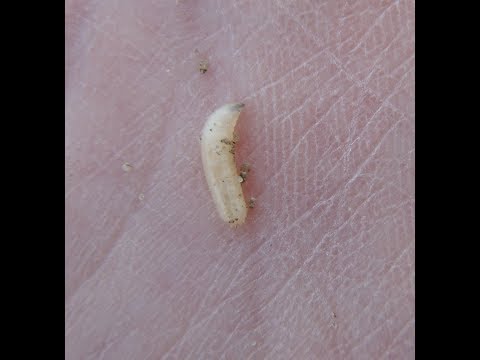 97. Feldexkursion: Aussaat & Beize von Raps 2018 - NU Agrar, 04.07.2018