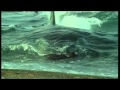 Killer Whales Hunting Sealions On A Beach