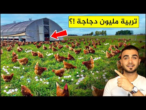 , title : 'أغرب طريقة لتربية الدجاج 🐔 تربية الدجاج مثل الأغنام في مراعي حرة وواسعة 🤔لحم وبيض صحي!؟'