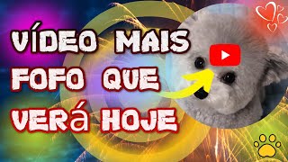 Pets Muito Fofos-É muita Fofura