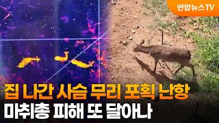 집 나간 사슴 무리 포획 난항…마취총 피해 또 달아나 / 연합뉴스TV (YonhapnewsTV)