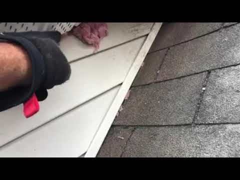 Raccoon Weighs Down Homeowner in Freehold, NJ