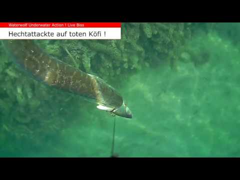 Hecht Pike Livebiss auf toten Köderfisch Water Wolf