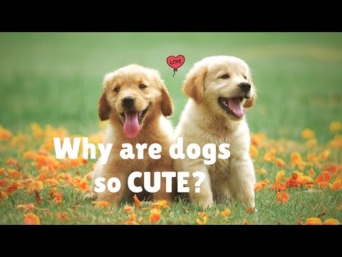 [ Why are dogs so cute?]  Domestication syndrome