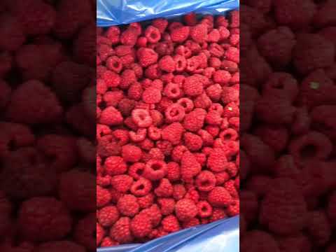 Малина экстра 95/5