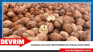 HAYRABOLU'DA CEVİZ ÜRETİCİSİNDEN 200 TONLUK HASAT HEDEFİ