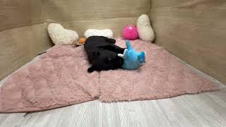 ラブラドールレトリーバーの動画01