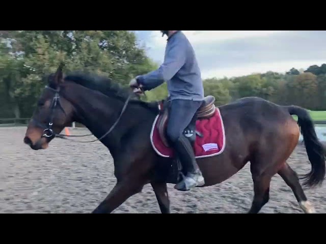 Cheval de 4 ans par Quartz rouge