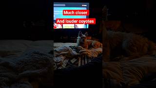 COYOTES near the HOT TENT,  so loud boomer hears them