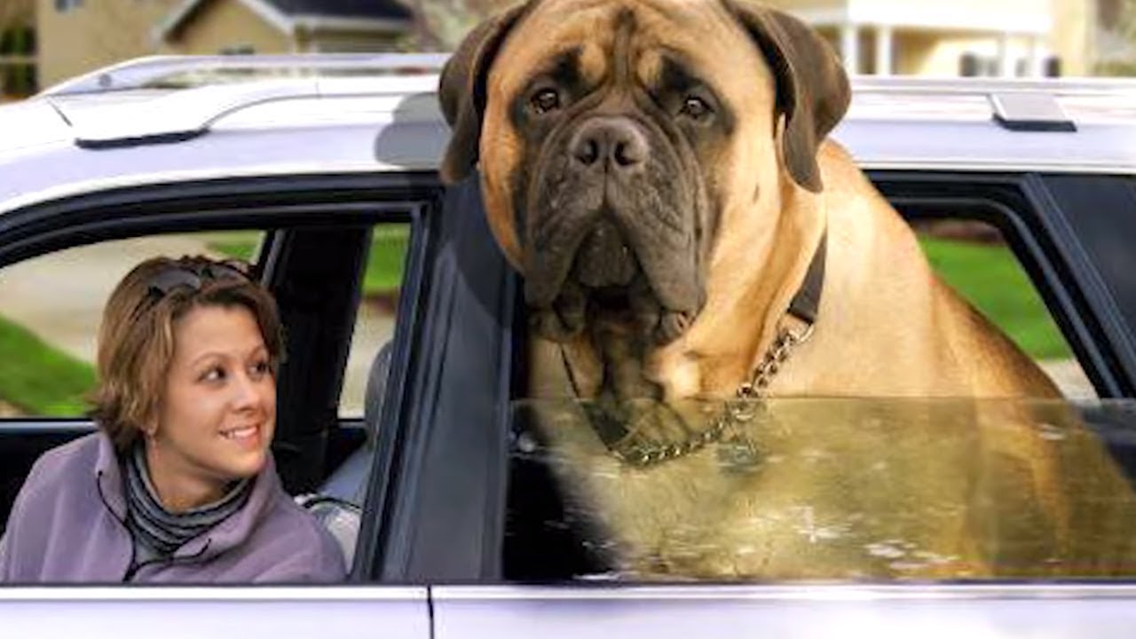 10 Cachorros Anormalmente Grandes do Mundo