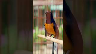 Download lagu Burung Shama Berpantat Putih Ini Bernyanyi Seperti Seorang Profesional! 🎤🐦 mp3