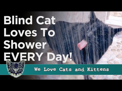 Blind Cat Demands A Shower Every Day And His Fur Family Help Him Dry Off!