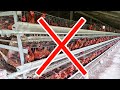Why I Can NEVER Use Cages for my Chickens.
