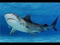 Depth Tiger Shark Gameplay
