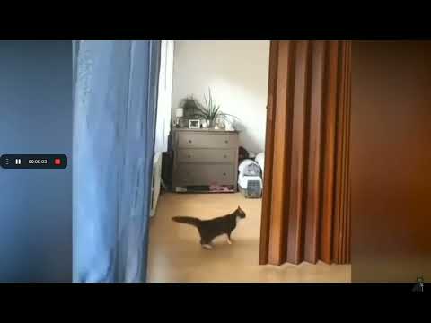 sahip koş koş konuşan kediler 20 çıkmış