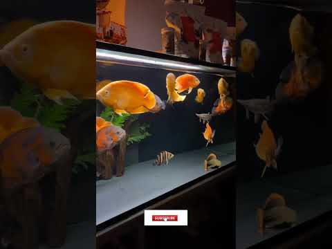 Oscar fish tank setup 🤩
