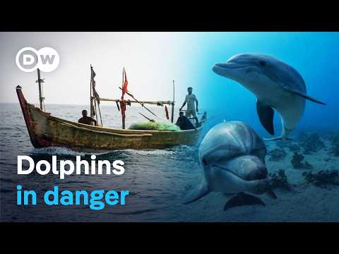 Illegal Dolphin Hunting | Dw Documentary