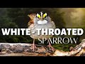 The White-throated Sparrow | Adorable Songster of the North