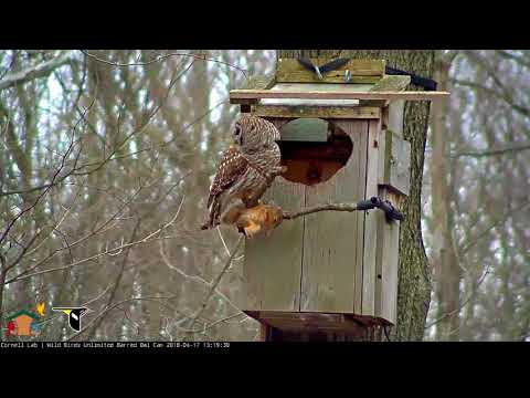 Afternoon Fox Squirrel Delivery By Male Barred Owl – April 17, 2018