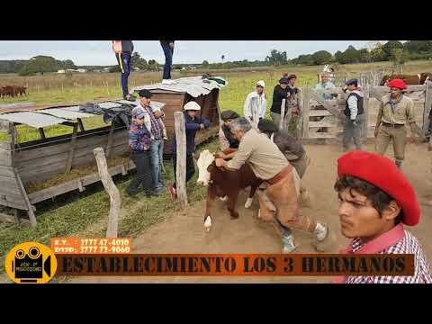 Yerra (Tradición Campera ) establecimiento los 3 hermanos