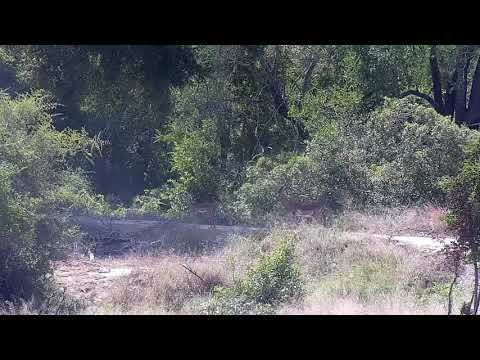 Djuma: Two Impala rams on the dam wall - 09:15 - 02/24/2022