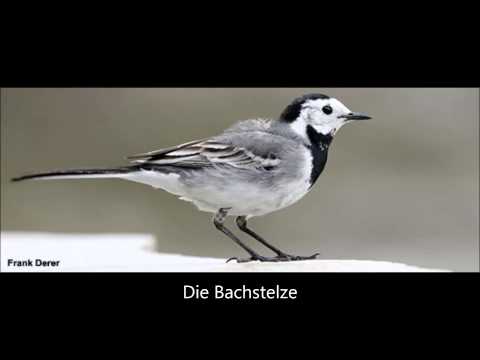 Die Bachstelze