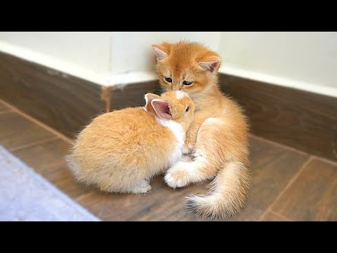 Kitten Tomi greets a bunny for the first time, and they quickly become surprisingly close