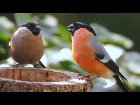 Dompfaff der Beruhigender Gesang