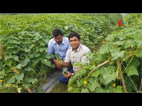 অফসিজনে শসা চাষ(Using Mulching film)-৭০ দিনে বিঘা প্রতি আয় ৬০ হাজার টাকা