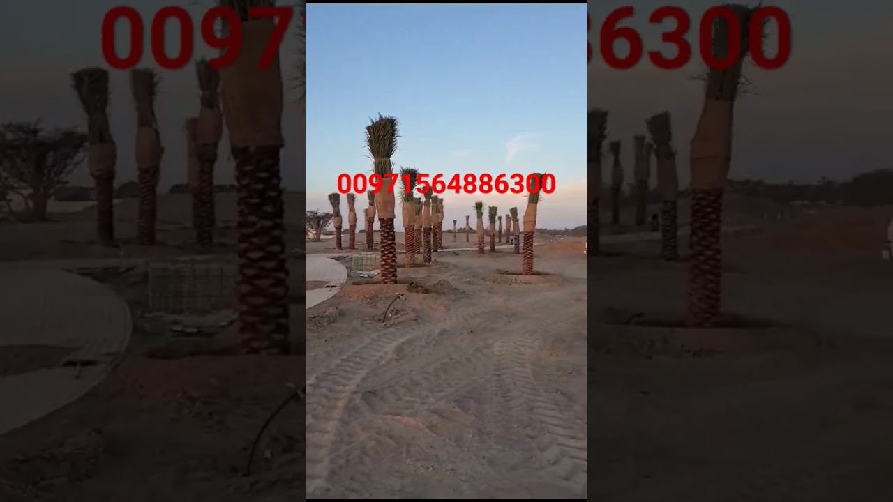 How many palm trees are there in the UAE? Tipseri