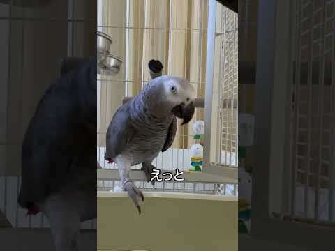 オウムにはそれぞれ個別の声があるのでしょうか?