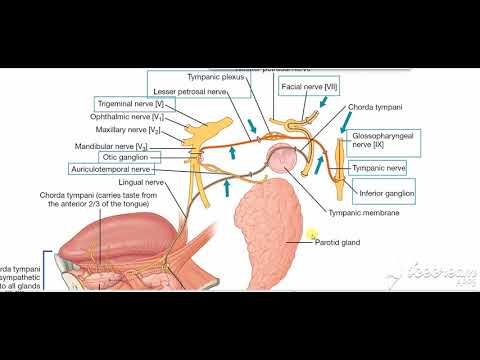 Parotid gland nerve supply 2