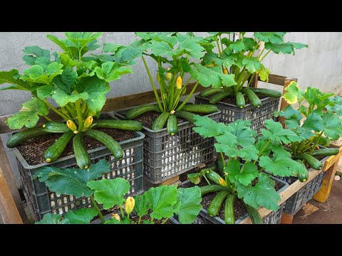 Garden Why is it so easy to grow zucchini Discover how to grow zucchini at home