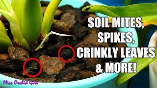 Orchid Q&A #45 - Soil insects, yellowing flower spikes, crinkly leaves & more!