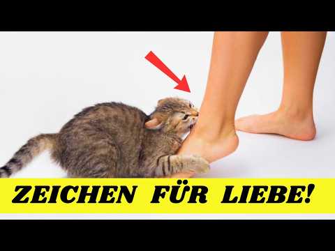 14 Zeichen, dass deine Katze dich wirklich liebt! | Katzenverhalten verstehen 😽