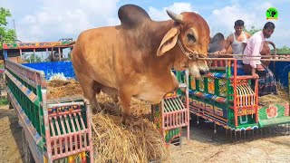 Unloading Caw 2025 Qurbani👎 কুষ্টিয়া বালিয়াপাড়া গরুর  হাট