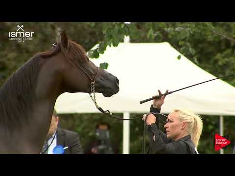 N.158 CA EVOQUE - Strohen 2019 C European - 4-6 year old Stallions (Class 12)