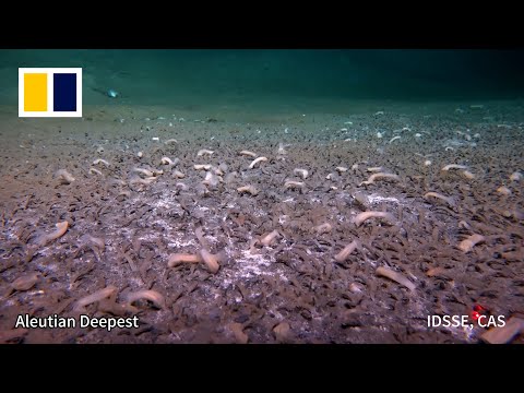 Life finds a way in the deepest ocean trenches