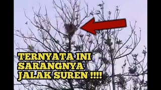 Download lagu SARANG JALAK SUREN DI ALAM BEBAS // BURUNG DI HUTAN mp3 Download lagu SARANG JALAK SUREN DI ALAM BEBAS // BURUNG DI HUTAN mp3