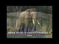 Is the Asian Elephant doomed?