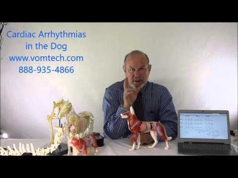 Cardiac Arrhythmias in the Dog HB
